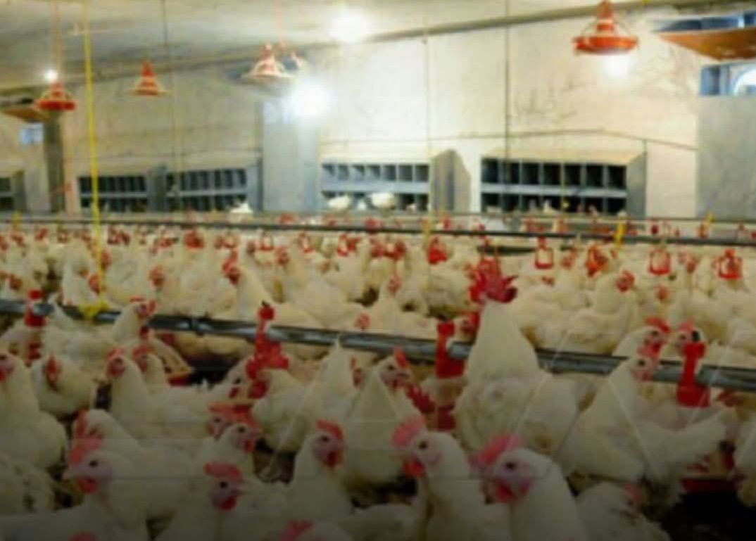 حملة مقاطعة الدجاج ومشتقاته