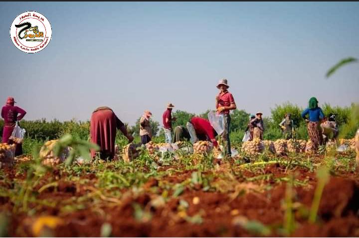 البدء بجني محصول البطاطا في أرياف حماه