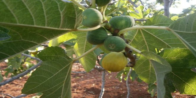 أكثر من 1800 طن إجمالي تقديرات إنتاج التين بالسويداء
