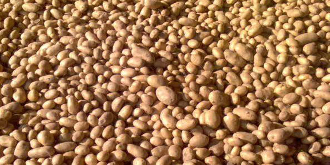 تمديد عمليات الاكتتاب على بذار البطاطا بحماة والسويداء
