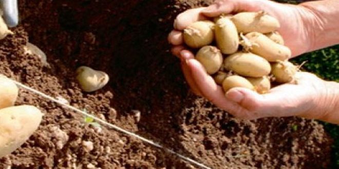 15 الجاري آخر موعد لتسليم بذار البطاطا المستوردة على المكتتبين بحماة