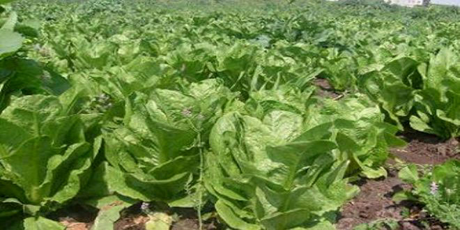 تسويق أكثر من 5 آلاف طن من الخضار الشتوية في أسواق الحسكة